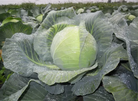 Насіння капусти Діжон F1 — Капуста, Лібра Агро