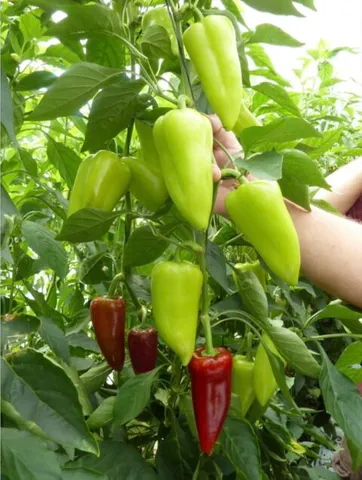 Насіння солодкого перцю Троян F1 — Перець